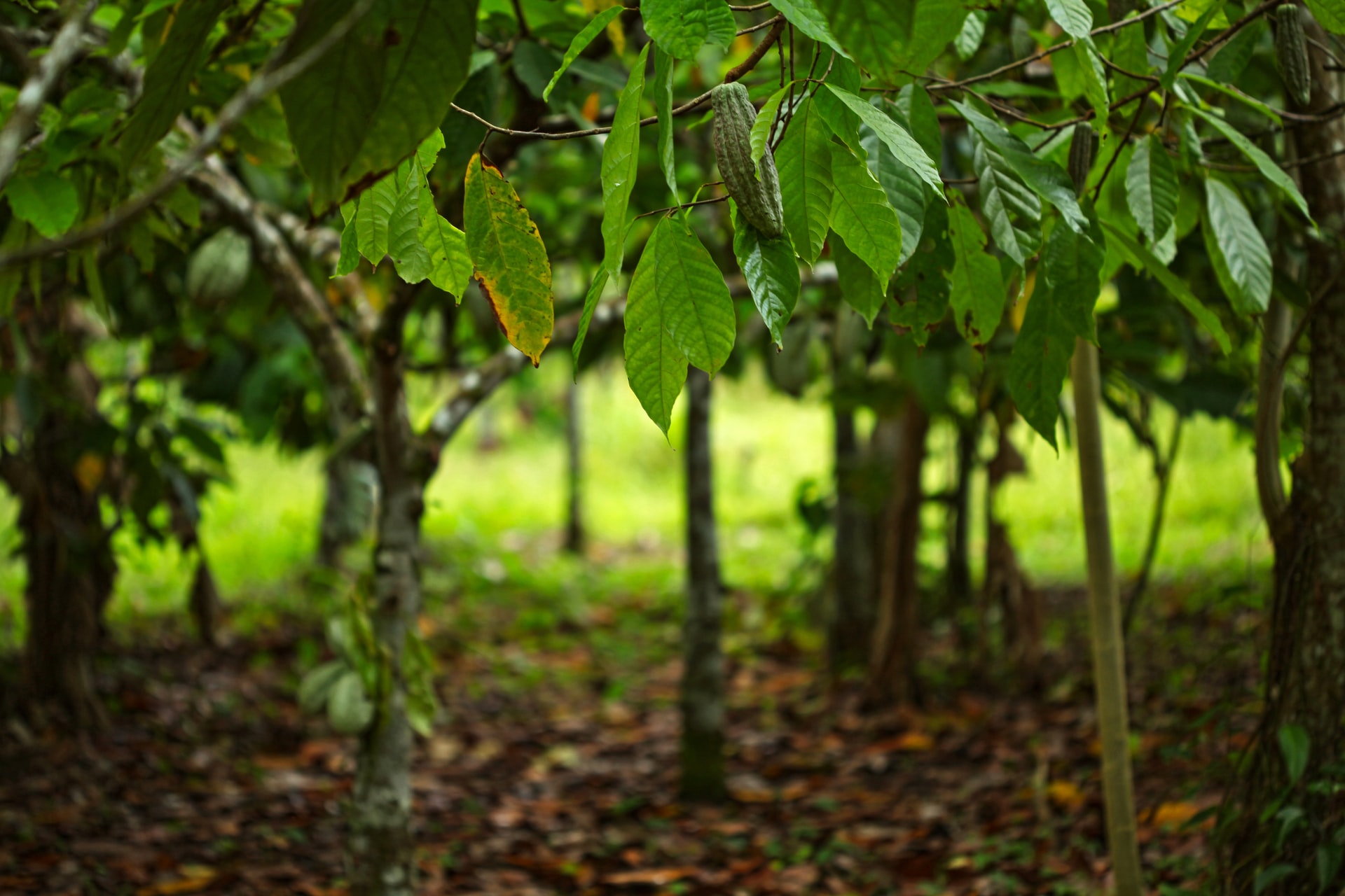 green Cocoa tree with fruit during daytime