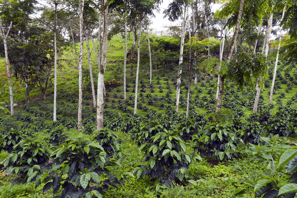 Cocoa agroforestry